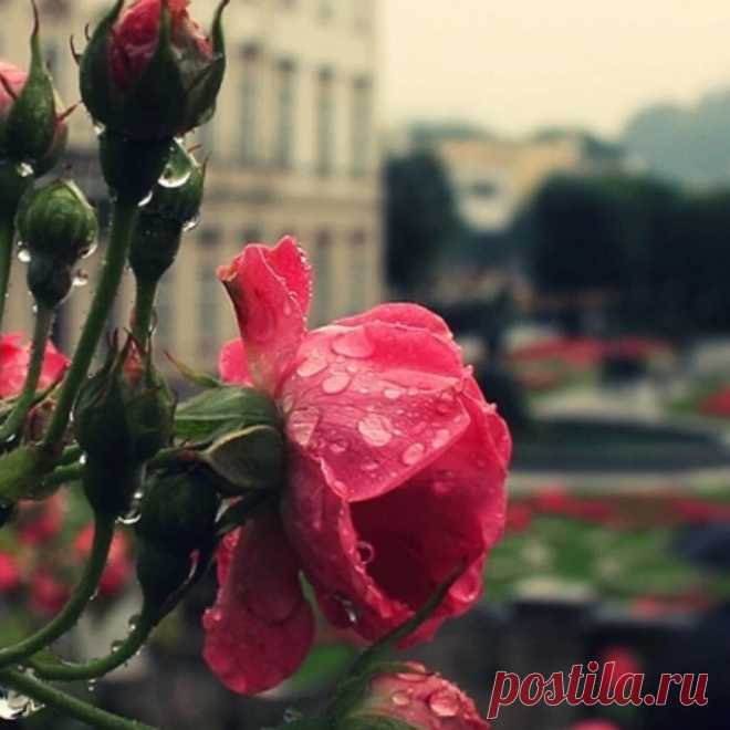 Розы