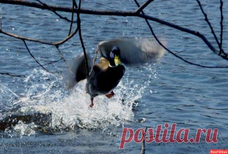 Фото: Взлёт. Николай Попов. Фото животных - Фото и фотограф на Расфокусе.