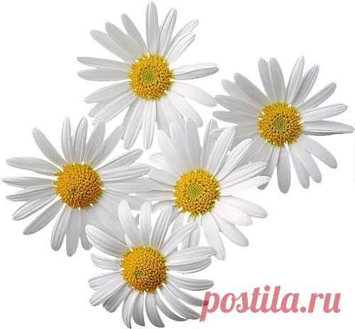 ЛЮБИМЫЕ ЦВЕТЫ