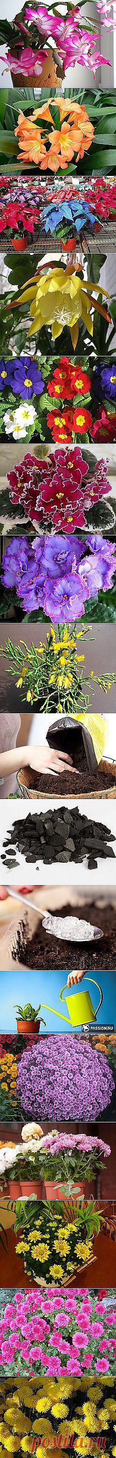 Галия Гарафеева: Комнатные цветы | Постила.ru