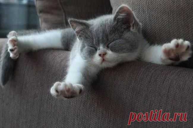 Растяжечка | Kote.Rjaka.com