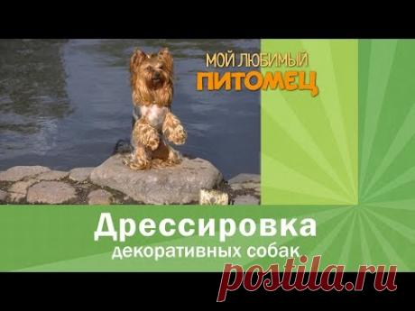 Дрессировка йорка. Чему можно научить?