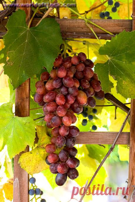 Виноград: как правильно ухаживать, поливать, проводить обрезку и укрывать на зиму
Часто начинающие виноградари придерживаются лунного календаря, так как часто слышат о том, что на агротехнику и урожайность винограда влияют астрологические тонкости. Одна из них доказана опытным пут…