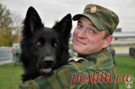 Собаки на службе