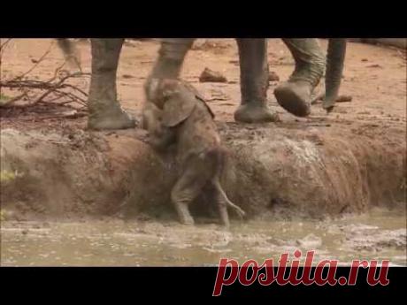 Взрослые слоны помогают слоненку выбраться из канавы / Видео / Моя Планета