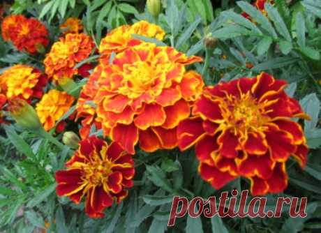 Когда сажать бархатцы на рассаду и необходимые правила ухода за ростками Selo.Guru — интернет портал о сельском хозяйстве