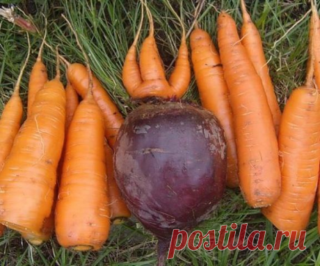 ЧТОБЫ СВЕКЛА И МОРКОВЬ БЫЛИ СЛАДКИМИ...