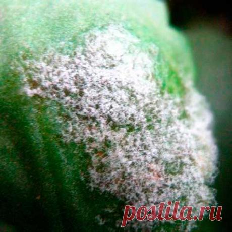 Болезнь комнатных растений Серая гниль. Выглядит как серая пушистая плесень, которая в прохладных и влажных условиях при застойном воздухе может покрывать любую часть растения - листья, стебли, бутоны и цветки. Заболевание поражает все растения с сочными листьями, особенно подвержены серой гнили бегонии, цикламены, глоксинии и сенполии.