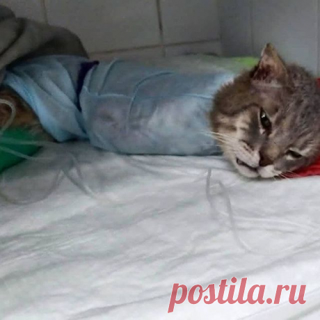Photo by Фонд помощи животным on September 28, 2021. May be an image of cat and indoor.