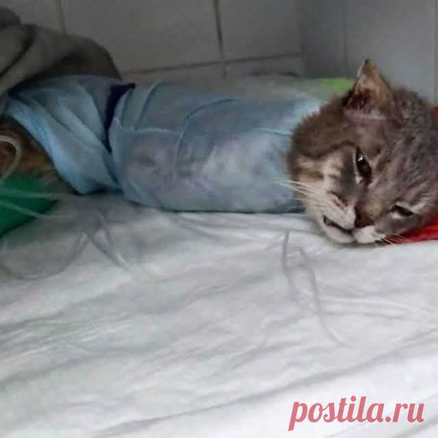 Photo by Фонд помощи животным on September 28, 2021. May be an image of cat and indoor.