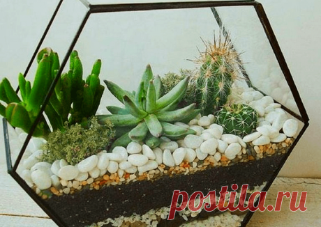 Флорариумы: виды, описание, идеи оформления ~ Planetalsad