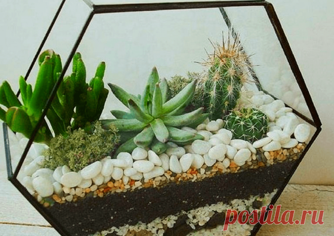Флорариумы: виды, описание, идеи оформления ~ Planetalsad