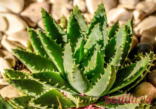 Наша статья посвящена роду самых известных суккулентов на земле – Алоэ (Aloe). Вряд ли найдется кто-то, кто ни разу не слышал об этом растении. Большинство из нас знаком с Алоэ вера или Столетником – самыми известными видами рода Aloe. В данном материале мы опишем растения этого рода, общие рекомендации по выращиванию суккулентов Алоэ и познакомим с самыми популярными разновидностями.