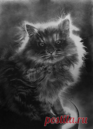 Рисованные коты С первого взгляда кажется что это фото. Но это не так. Рисунки выполнены карандашом.
