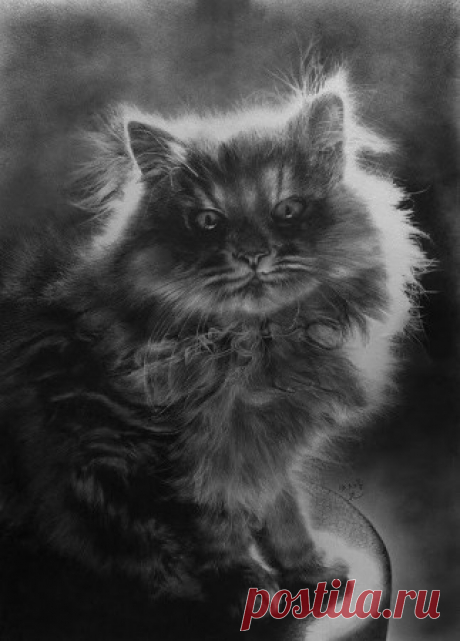 Рисованные коты С первого взгляда кажется что это фото. Но это не так. Рисунки выполнены карандашом.