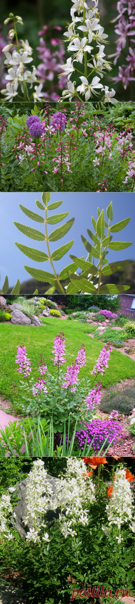 Опасный, но прекрасный Диктамнус, или Ясенец