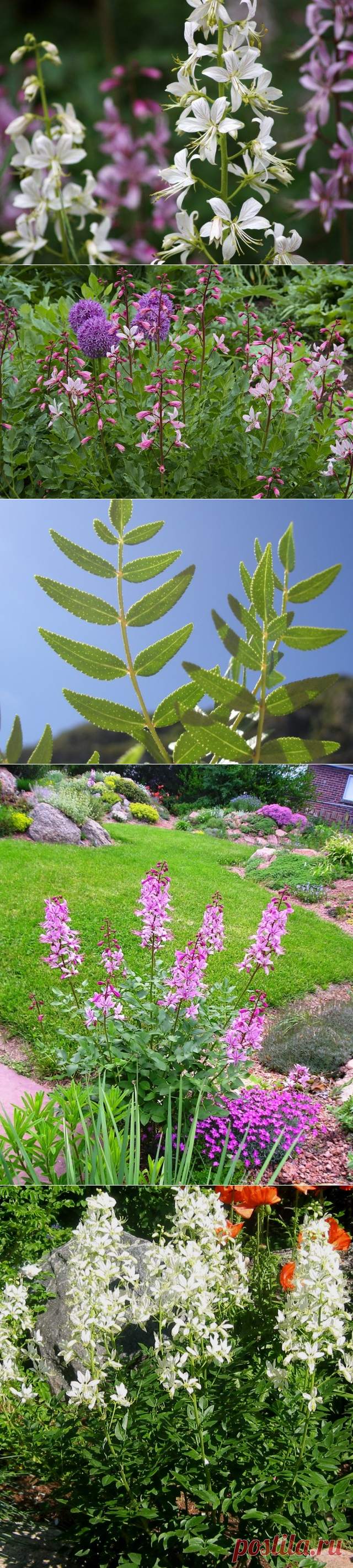 Опасный, но прекрасный Диктамнус, или Ясенец