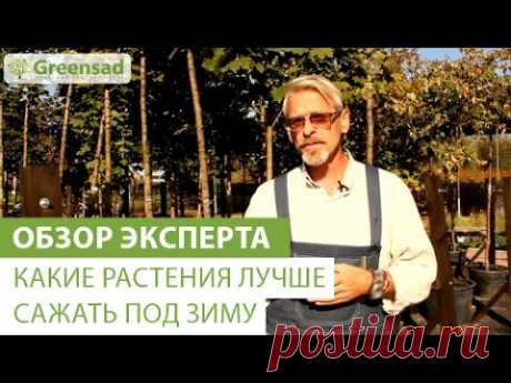 Что посеять в конце лета и начале осени