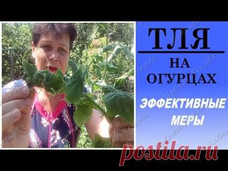 Тля на огурцах Эффективные методы борьбы с тлей на огурцах