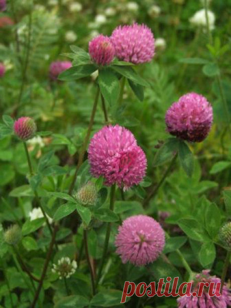Trifolium pratense - Изображение растения - Плантариум