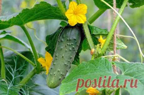 Тщательный уход за огурцами в июле в открытом грунте обеспечит долговременное плодоношение — Домашние заботы