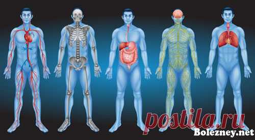 В каких органах человеческого тела могут обитать глисты и паразиты? Паразиты нередко появляются у человека в кишечнике. Сразу проявляются неприятные симптомы: боль в животе, диарея и другие нежелательные явления. Гельминты способны проникнуть в любой орган человека. Наиболее часто заражаются дети, хотя и у взрослых возникает такая проблема.