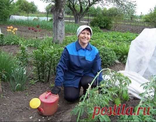 4 ценных совета от опытного огородника 

1) Марганцовка для морковки
Чтобы не привлечь морковную муху при прореживании моркови, нужно взять ведро воды и развести в нем 1 столовую ложку красного или черного молотого перца (хватит на 10 кв.м). Настаивать не нужно, лишь обрызгать морковь настоем перед прореживанием.
Показать полностью…
