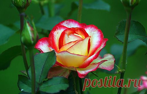 Красивый сорт роз.