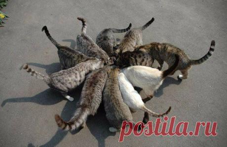 Кошачье соцветие | Позитив