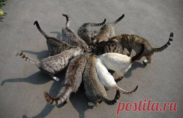 Кошачье соцветие | Позитив