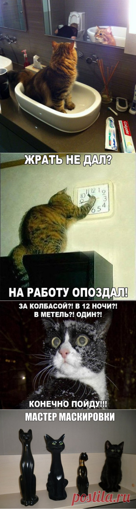 Смешные фото приколы и мемы с котами и кошками
