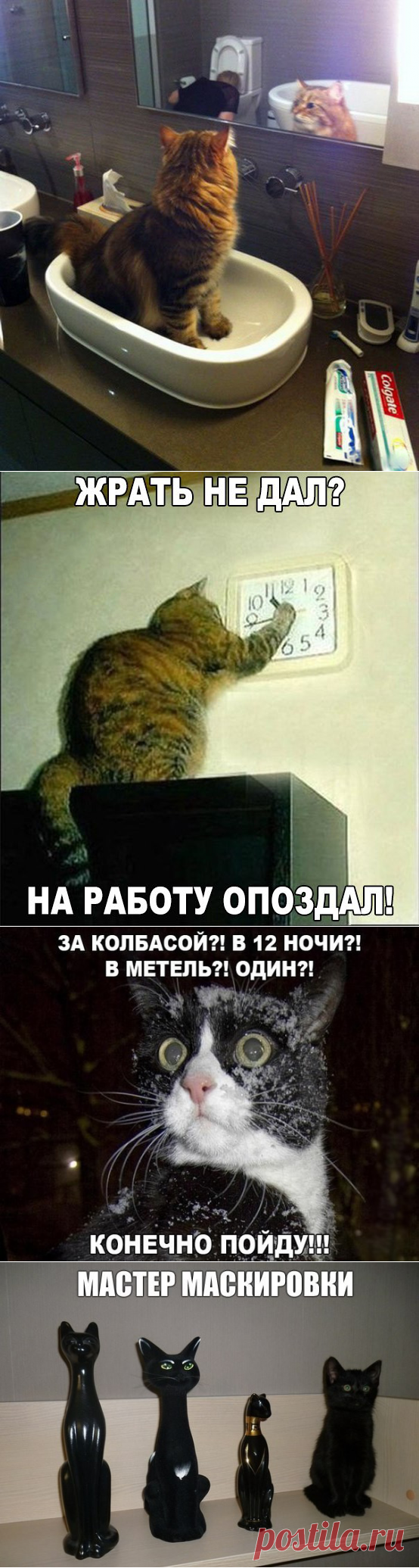 Смешные фото приколы и мемы с котами и кошками