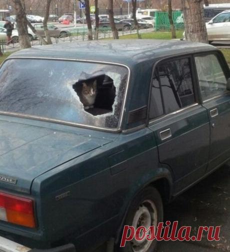 Подборка действительно опасных котов