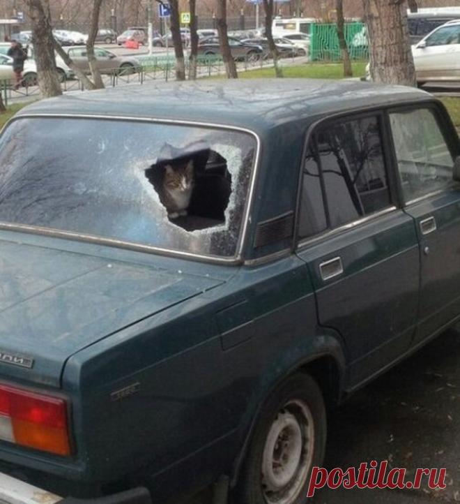 Подборка действительно опасных котов