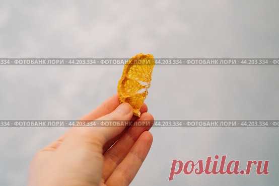 Close-up of hand holding dried orange mandarin Стоковое фото, фотограф Ilaronsia / Фотобанк Лори