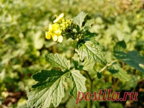 Как восстановить почву после картофеля: три сидерата для мгновенного преображения грунта После сбора урожая картофеля земля часто остается истощенной и уязвимой.