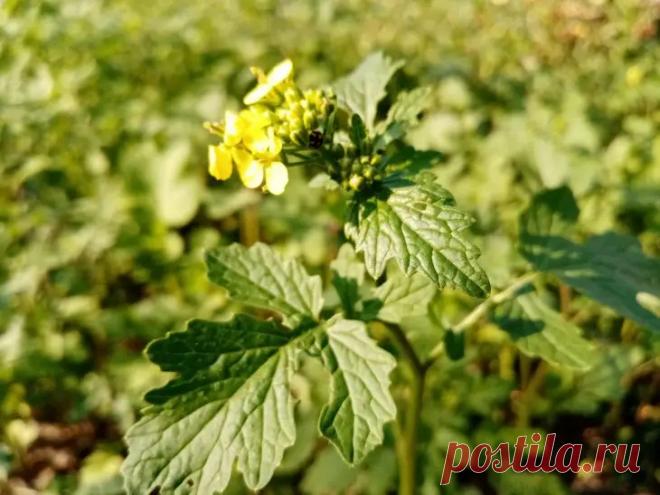 Как восстановить почву после картофеля: три сидерата для мгновенного преображения грунта После сбора урожая картофеля земля часто остается истощенной и уязвимой.