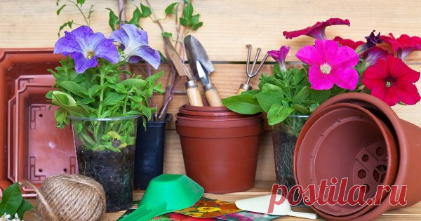 Как вырастить рассаду петунии из семян в домашних условиях Родина этого красивого многолетника семейства Пасленовые – тропики Южной Америки. Но и в наших средних широтах чувствует оно себя превосходно, радуя глаз длительным цветением, пышностью, яркостью и обилием оттенков крупных цветков. Речь о петунии.