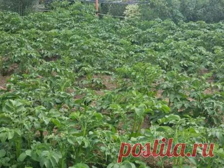 Хитрый способ выращивания картофеля по Шредеру: главный секрет кроется в правильной работе со стеблями. Как выращивают картофель по методу российского селекционера Рихарда Шредера.