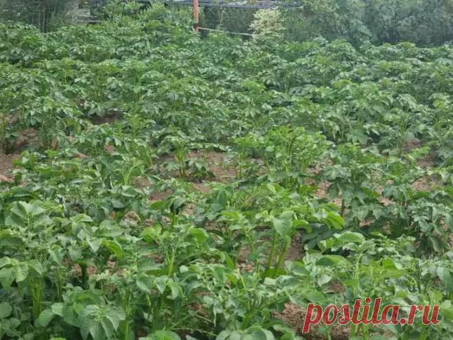 Хитрый способ выращивания картофеля по Шредеру: главный секрет кроется в правильной работе со стеблями. Как выращивают картофель по методу российского селекционера Рихарда Шредера.