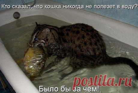 Кот - рыболов