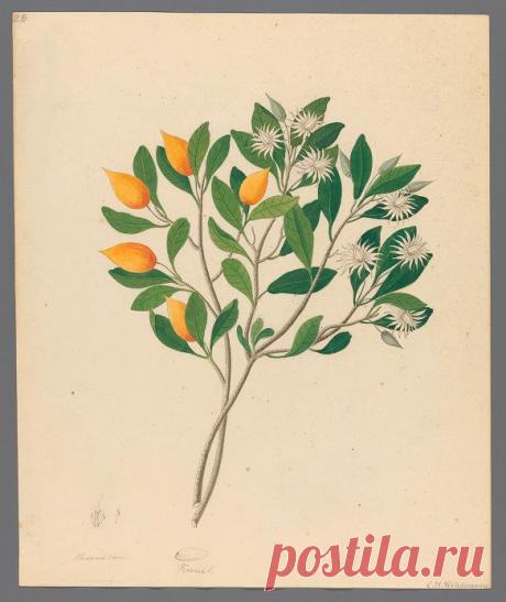 Drawings of plants collected at Cape Town : Wehdemann, Clemenz Heinrich, 1762-1835 : Free Download, Borrow, and Streaming : Internet Archive