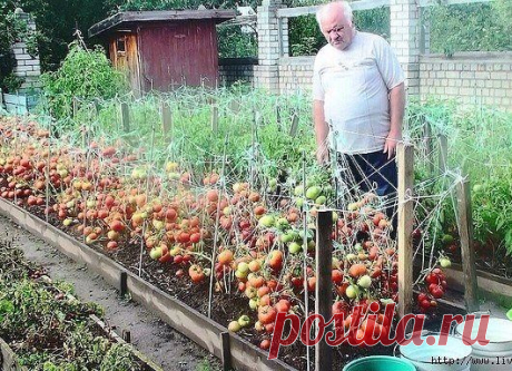 Дон Макарон