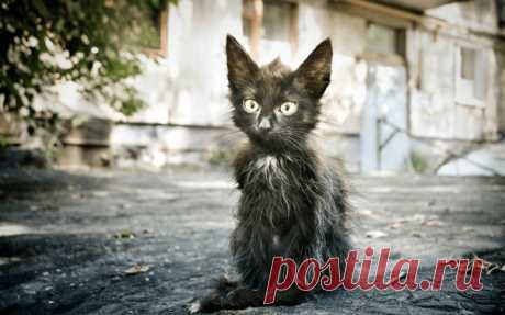 #aroundpet_для_души

Если холодно станет в доме
И подать будет не кому ложку,
В том подъезде, в большом коридоре,
Подбери себе чёрную кошку.

Воцарит в твоём доме тепло,
И врагом одиночество станет.
Ты поймёшь как тебе повезло,
Наблюдать эту морду в сметане.

Если вдруг стало очень плохо,
Организм твой от боли не спит.
То она, будто чувствуя что-то,
Ляжет к месту, где сильно болит.

Она будет с тобой в любой день,
Её преданность всем на заметку,
Сделай ей игровую мишень,
С...