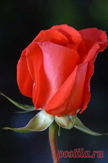 (19) Pinterest