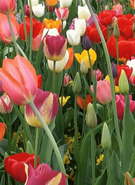 (4) Одноклассники