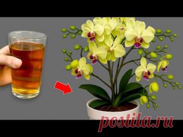 🌸Полейте всего один раз! Благодаря этому простому способу орхидеи сразу же цветут круглый год.