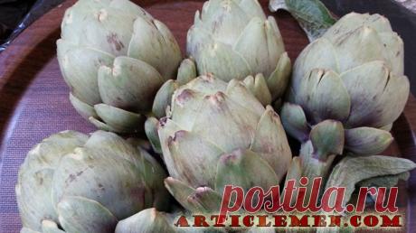 Что такое артишок и чем он полезен.