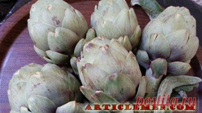 Что такое артишок и чем он полезен.