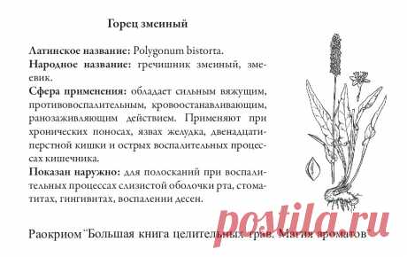 Горец змеиный